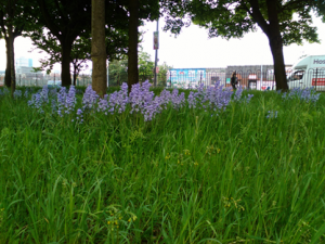 Bluebells