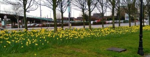 Daffodils-CroppedSmall