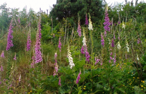 Foxgloves