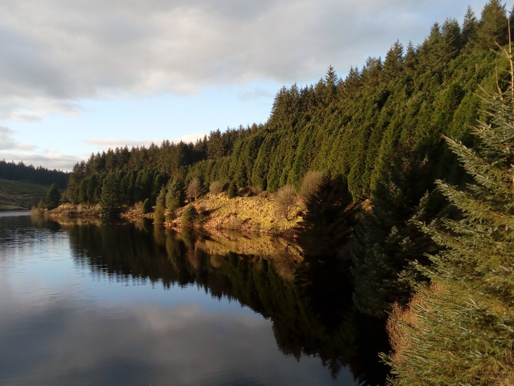 Winter pine trees line steep bank by lake and are reflected perfectly in still water